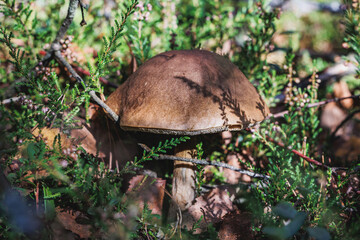 Leccinum scabrum known as rough-stemmed bolete, scaber stalk or birch bolete in forest in area of Lochow town, Masovia region of Poland