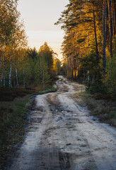 Obraz premium Evening view of a road in forest in area of Lochow town, Masovia region of Poland