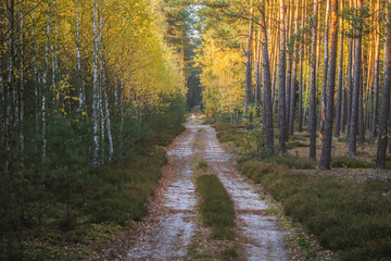 Obraz premium Evening view of a road in forest in area of Lochow town, Masovia region of Poland