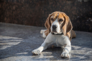 A serious Beagle lying on the ground