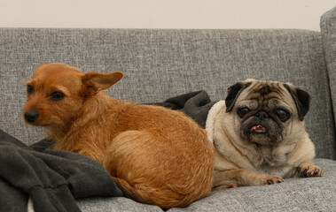Two playful dogs lounging together on a cozy gray couch in a cheerful indoor setting