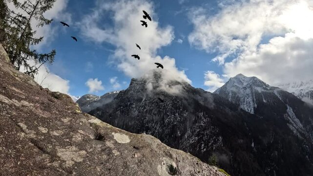 Gracchio alpino Pyrrhocorax graculus, Alpine chough