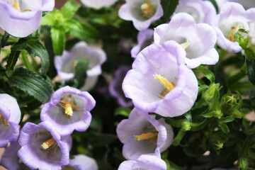 Campanula medium Canterbury bells flower plant