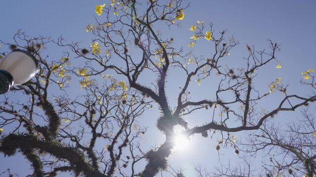 Peltophorum pterocarpum (commonly known as copperpod, yellow-flamboyant, yellow flametree, yellow poinciana or yellow-flame). Picturesque tree branches against blue sky and sun, bottom view.