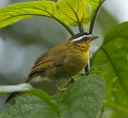 Birds Photos
