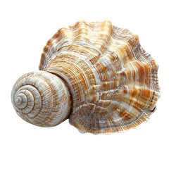 Obraz premium Whelk isolated on transparent background, PNG
