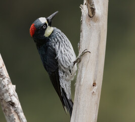 Birds Photos © Santiago