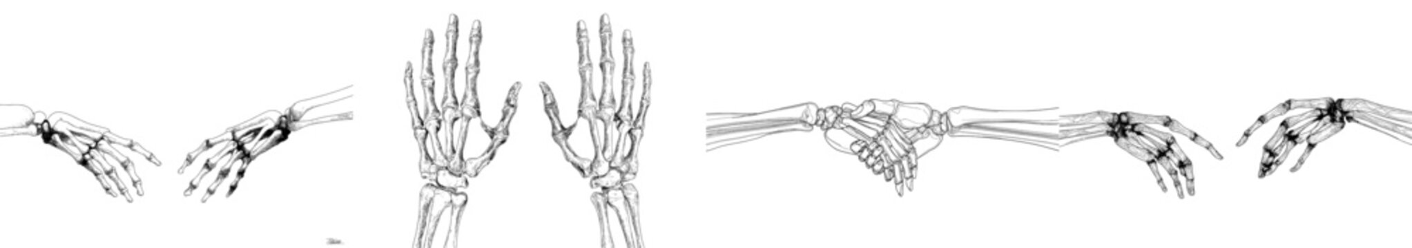 Human hand skeleton illustration, drawing, engraving, ink, line art, modern