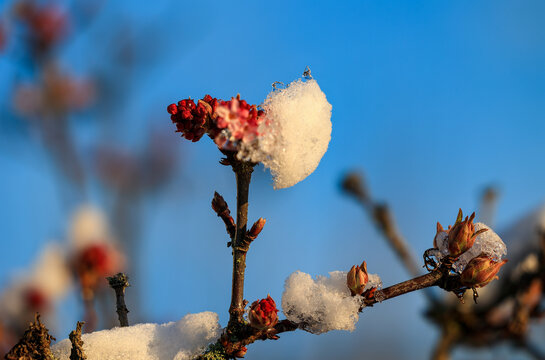 blooming flower covered with snow in winter