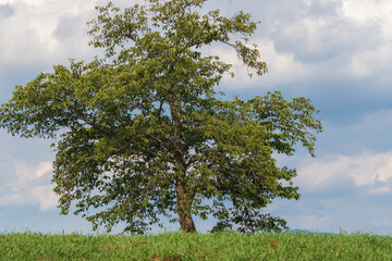 青空の下の一本の木