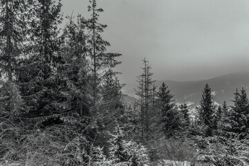 Landscapes - Forest - Europe, Romania, Suceava region
