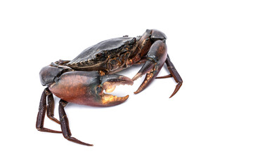 Orange Serrated Mud Crab - Scylla olivacea. Live giant black crab male from mangroves in Thailand with big claws isolated on white background.
