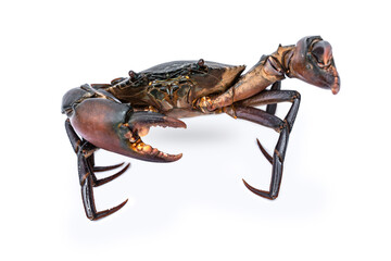 Orange Serrated Mud Crab - Scylla olivacea. Live giant black crab male from mangroves in Thailand threaten to fight with large claws for self defense isolated on white background.