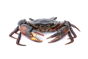 Orange Serrated Mud Crab - Scylla olivacea. Live giant black crab male from mangroves in Thailand with big claws isolated on white background.