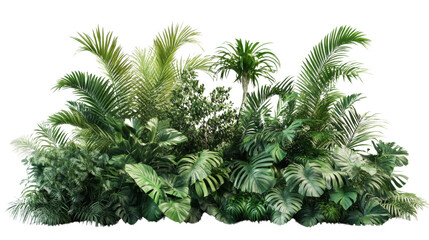 Tropical plants and trees growing in a lush green garden with transparent background