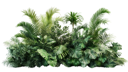 Tropical plants and trees growing in a lush green garden with transparent background