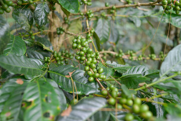 Raw Indonesia arabica coffee beans in coffee plantation. west java Indonesia coffee. Green Coffee Beans growing on tree