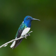 Birds, Photos