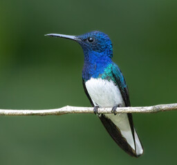 Birds, Photos © Santiago