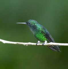 Birds, Photos © Santiago