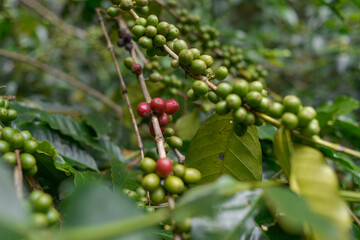 Raw Indonesia arabica coffee beans in coffee plantation. west java Indonesia coffee. Green Coffee Beans growing on tree
