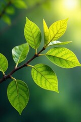 Close-up of a tree branch with leaves connected by thin lines, representing family ties, , nature, branches
