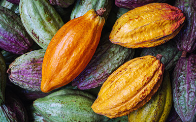 Ripe yellow cacao pods or cocoa fruit and raw cacao fruit