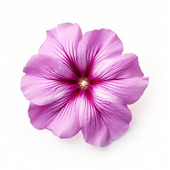 Obraz premium Petunia Flower Isolated On White Background