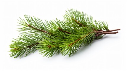 Pine Tree Branches on White Isolated Background