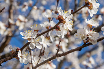 White flowers of the apricot tree. Spring flowering branches in the garden tree