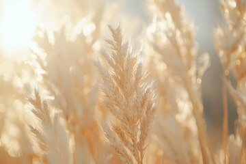Fototapeta premium Close up of golden wheat ears in soft sunlight.