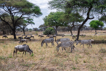 View of Tarangire National Park