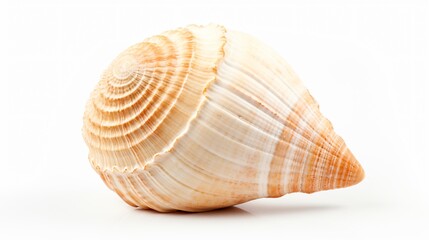 Fototapeta premium White Seashell Isolated on White Background