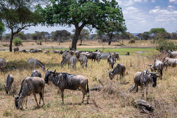 View of Tarangire National Park