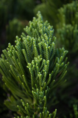 close up of green fern
