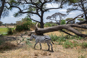 View of Tarangire National Park