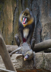 portrait of a  Mandrillus sphinx