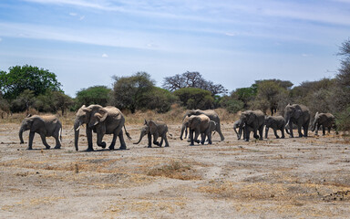 Obraz premium View of Tarangire National Park