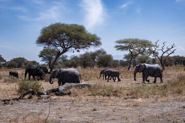 Fototapeta premium View of Tarangire National Park