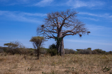 View of Tarangire National Park