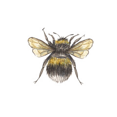Cute shaggy watercolor bumblebee isolated on a white background. Illustration of an insect with yellow stripes. Botany. The bumblebee is flying. Suitable for a honey store, scientific designs.