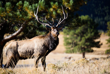 Obraz premium Elk In RMNP