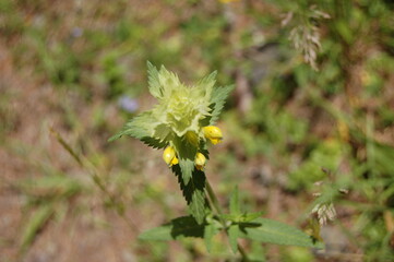 flower in mountains