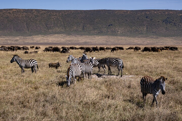 Fototapeta premium View of the Ngorongoro Crater National Park