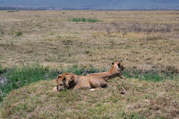 View of the Ngorongoro Crater National Park