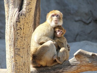 A family of monkeys, a mother monkey protecting and embracing its baby monkey