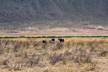 View of the Ngorongoro Crater National Park