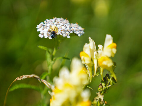 A spider called Misumenoides is holding a fly on the top of yarrow in Anchorage region in Alaska