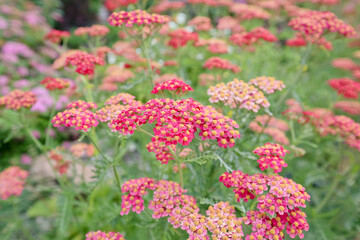 Achillea millefolium flowers in the garden © Sasha