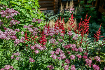 Astrantia japonica flowers blooming in summer garden